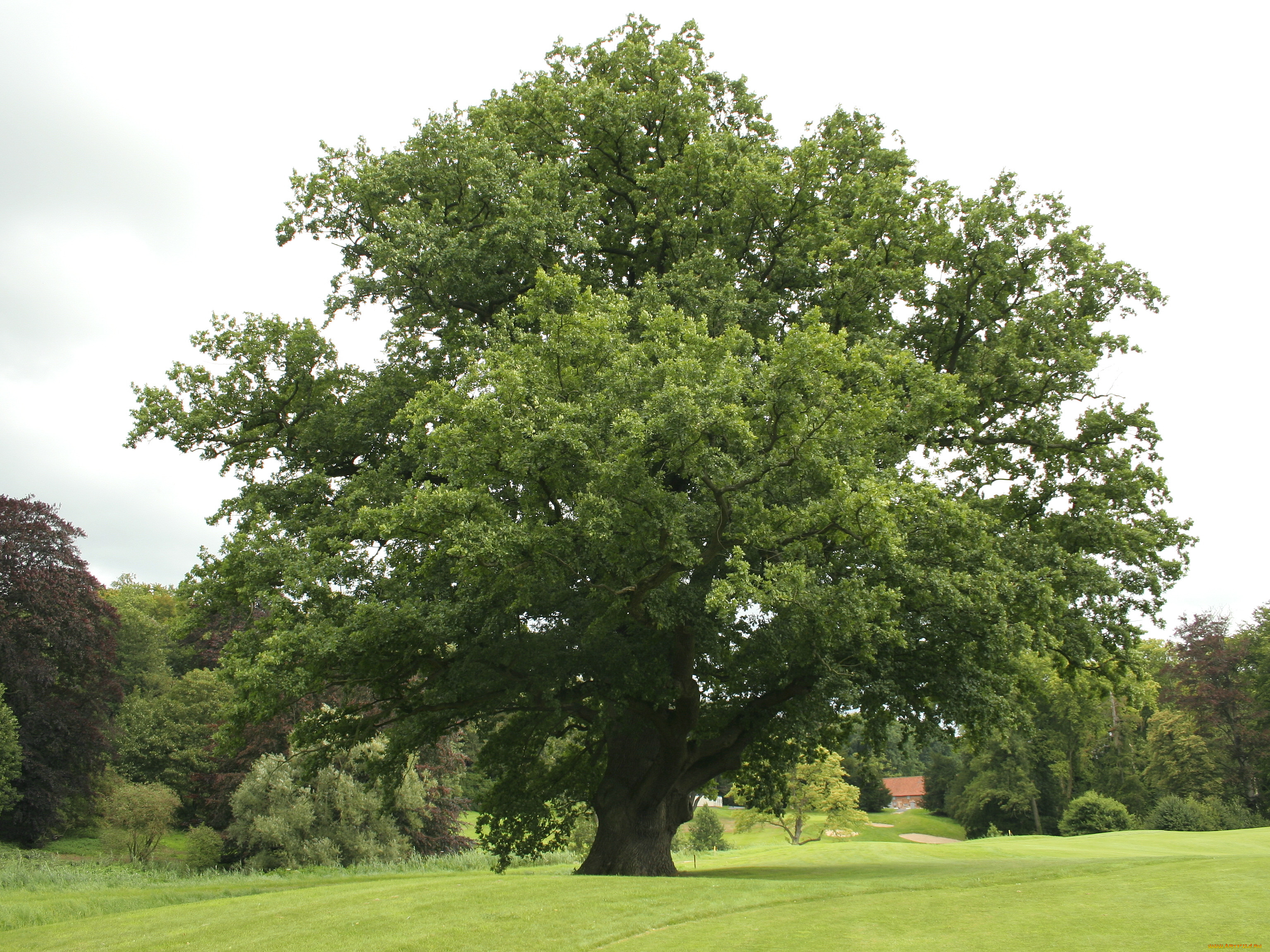Русский дуб дерево. Дуб черешчатый (Quercus Robur). Дуб черешчатый (Quercus Robur l.). Дуб обыкновенный (Quercus Robur). Дуб черешчатый Regal Prince.